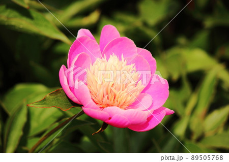 花開いたシャクヤクのピンクと黄色の美しいハーモニー(2) 花開いたシャクヤクのピンクと黄色の美しいハーモニー(2) 89505768