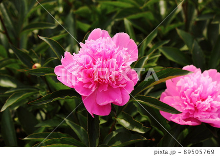 見頃を迎えた美しいピンク色のシャクヤク(7) 見頃を迎えた美しいピンク色のシャクヤク(7) 89505769