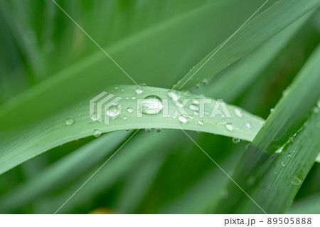 濡れた葉 89505888