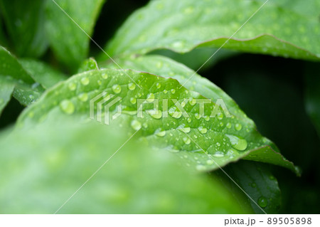濡れた葉 濡れた葉 89505898