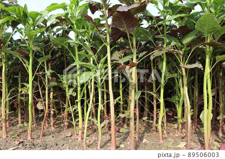 green colored spinach farm for harvest and eat green colored spinach farm for harvest and eat 89506003