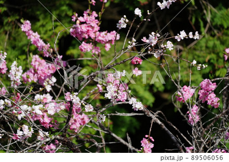 満開の二色の花　源平咲きのハナモモの木 89506056