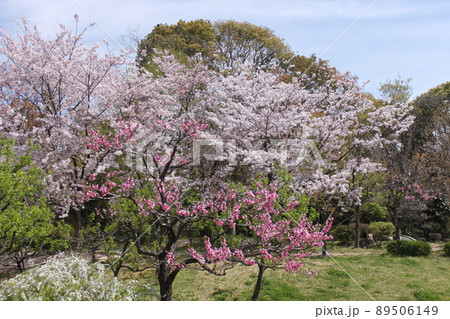 大阪市桜ノ宮公園の桜風景 89506149