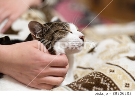 猫を撫でる　キジトラ猫 89506202