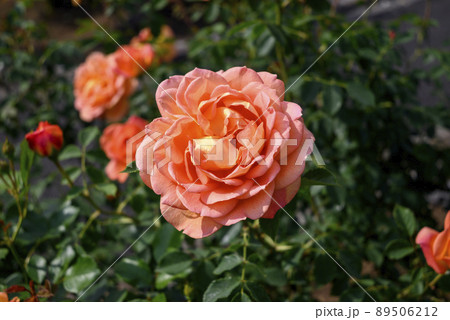オレンジ バラ 薔薇 素材 イメージ オレンジ バラ 薔薇 素材 イメージ 89506212