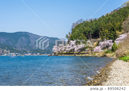 《滋賀県》高島市　海津大崎の桜 89506242