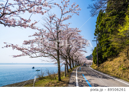 《滋賀県》高島市　海津大崎の桜 89506261