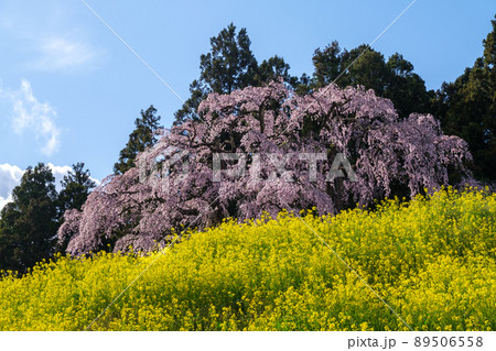 合戦場のしだれ桜 89506558