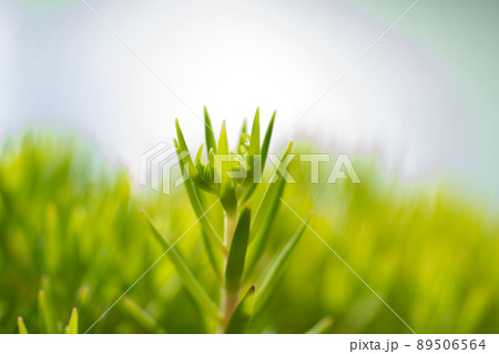 癒しの世界　多肉植物 89506564