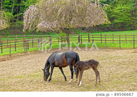 桜と親子馬　槍沢(うつぎさわ) 89506667