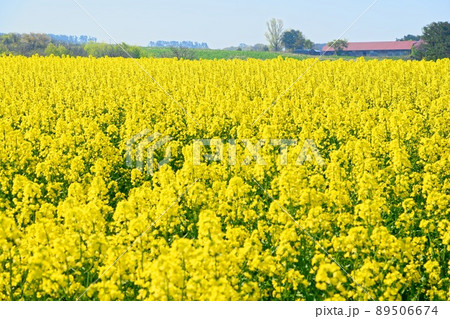 菜の花満開　よこはま町 89506674