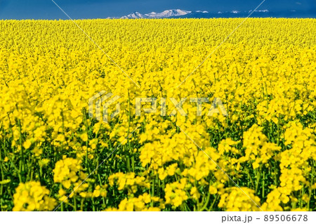 菜の花満開　よこはま町-5 89506678