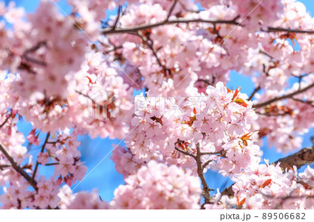 北海道小樽市、青空のもと咲き誇る長橋なえぼ公園の桜【4月】 89506682