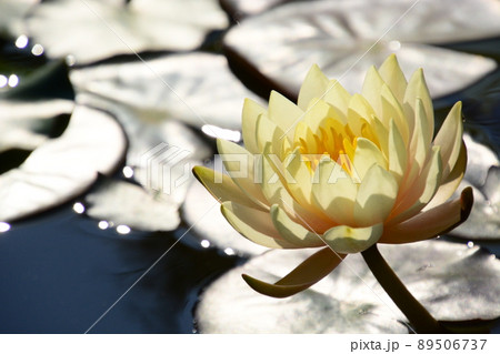 水生植物園みずの森 89506737