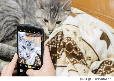 スマホで猫を撮る 89506877