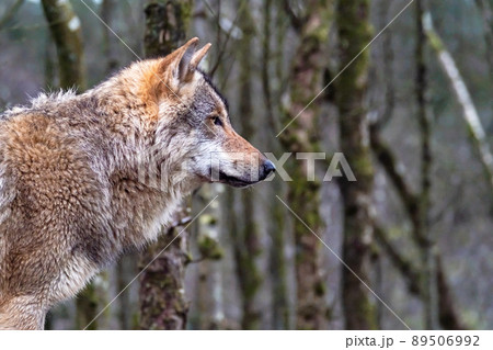Close up of an adult wolve roaming in the forest 89506992