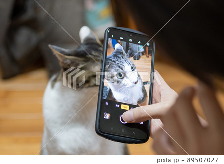 スマホで猫を撮る スマホで猫を撮る 89507027