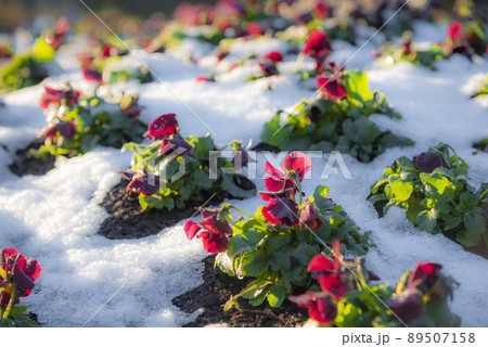雪に埋もれる花 雪に埋もれる花 89507158