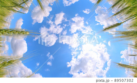 麦畑を見上げると青空と雲 麦畑を見上げると青空と雲 89507302
