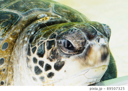 ウミガメのクローズアップ 89507325