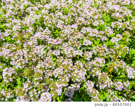 春の景色　小さな花いっぱいのかわいいクリーピングタイム 89507601