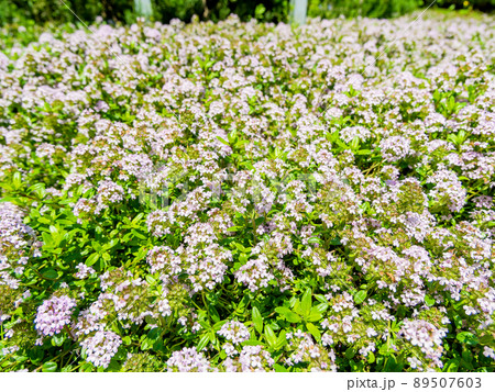 春の景色　小さな花いっぱいのかわいいクリーピングタイム 89507603