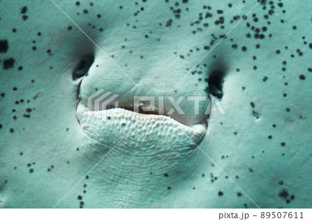 エイの可愛い顔　実は鼻と口 89507611