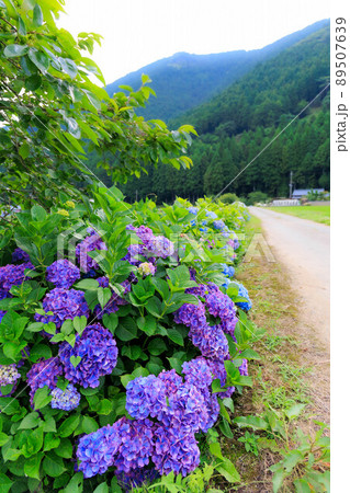 青い紫陽花と田舎道 青い紫陽花と田舎道 89507639