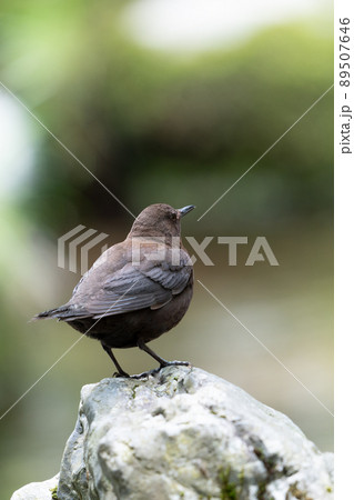 カワガラス カワガラス 89507646