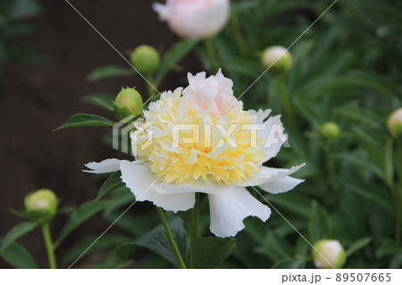 初夏の花/白色の「シャクヤク」 89507665