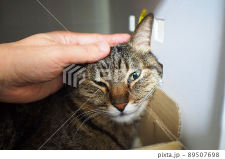 頭を撫でられる猫 頭を撫でられる猫 89507698