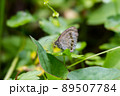 ヒメウラナミジャノメ 89507784