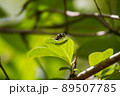 ハナアブ 89507785