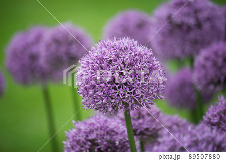Closeup of purple allium blossom in a public garden Closeup of purple allium blossom in a public garden 89507880