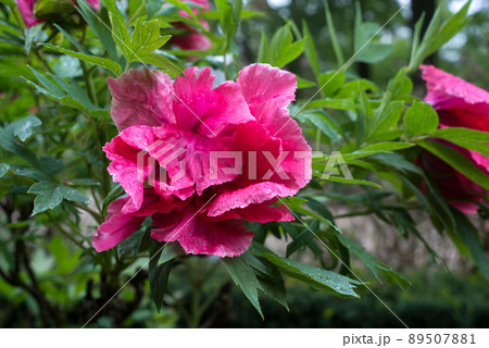CLoseup of rain drops on pink peony flower in a public garden 89507881