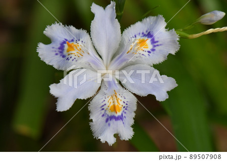 シャガの花のクローズアップ 89507908