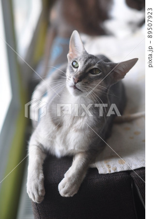 Oriental shorthair cat sits on the window Oriental shorthair cat sits on the window 89507923
