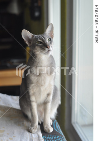 Oriental shorthair cat sits on the window 89507924