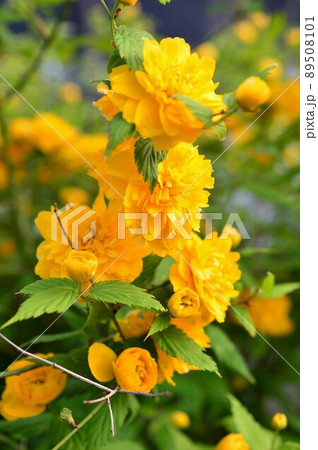 庭に咲くヤエヤマブキ 八重山吹 の写真素材