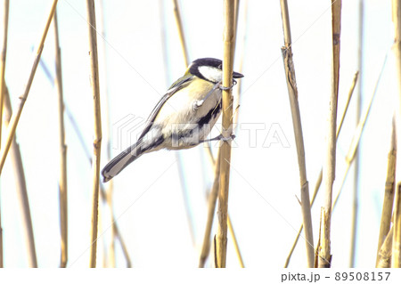 シジュウカラ シジュウカラ 89508157