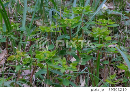 林縁などで春に開花するナットウダイ 89508210