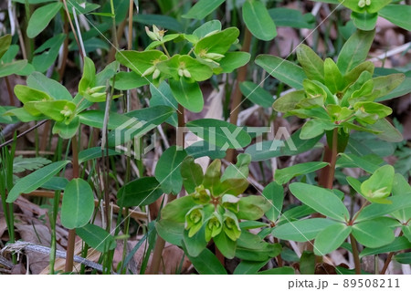 林縁などで春に開花するナットウダイ 89508211