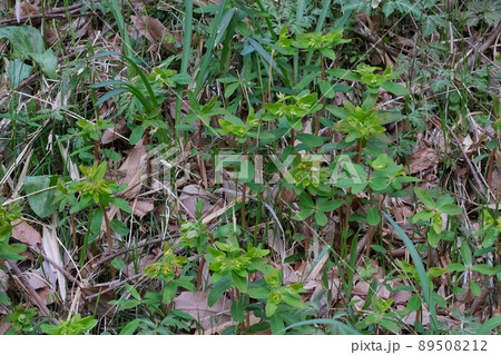 林縁などで春に開花するナットウダイ 89508212