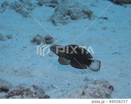サラサハゼ 沖縄の海 水中写真 サラサハゼ 沖縄の海 水中写真 89508257