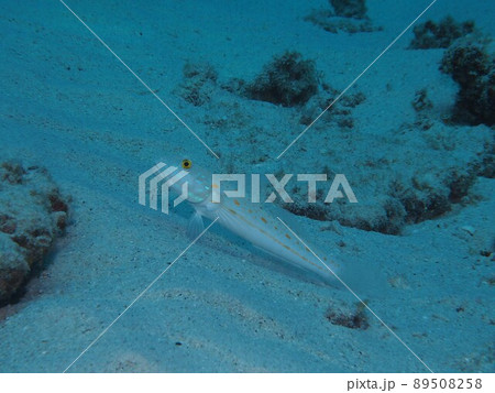 オトメハゼ　沖縄の海　水中写真 89508258