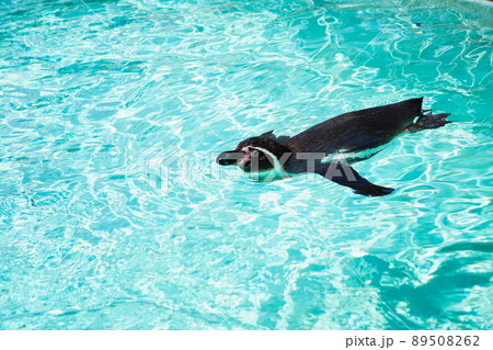 気持ちよく泳ぐフンボルトペンギン 89508262