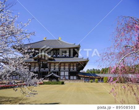 東大寺　桜越しに望む大仏殿 89508503