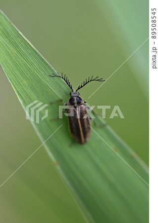 ヒゲナガハナノミ ヒゲナガハナノミ 89508545