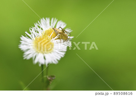 クモ（ササグモ） 89508616