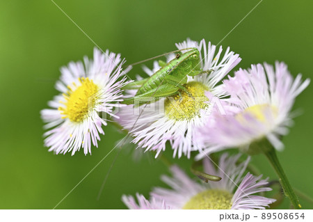 ヤブキリ(幼虫) ヤブキリ(幼虫) 89508654